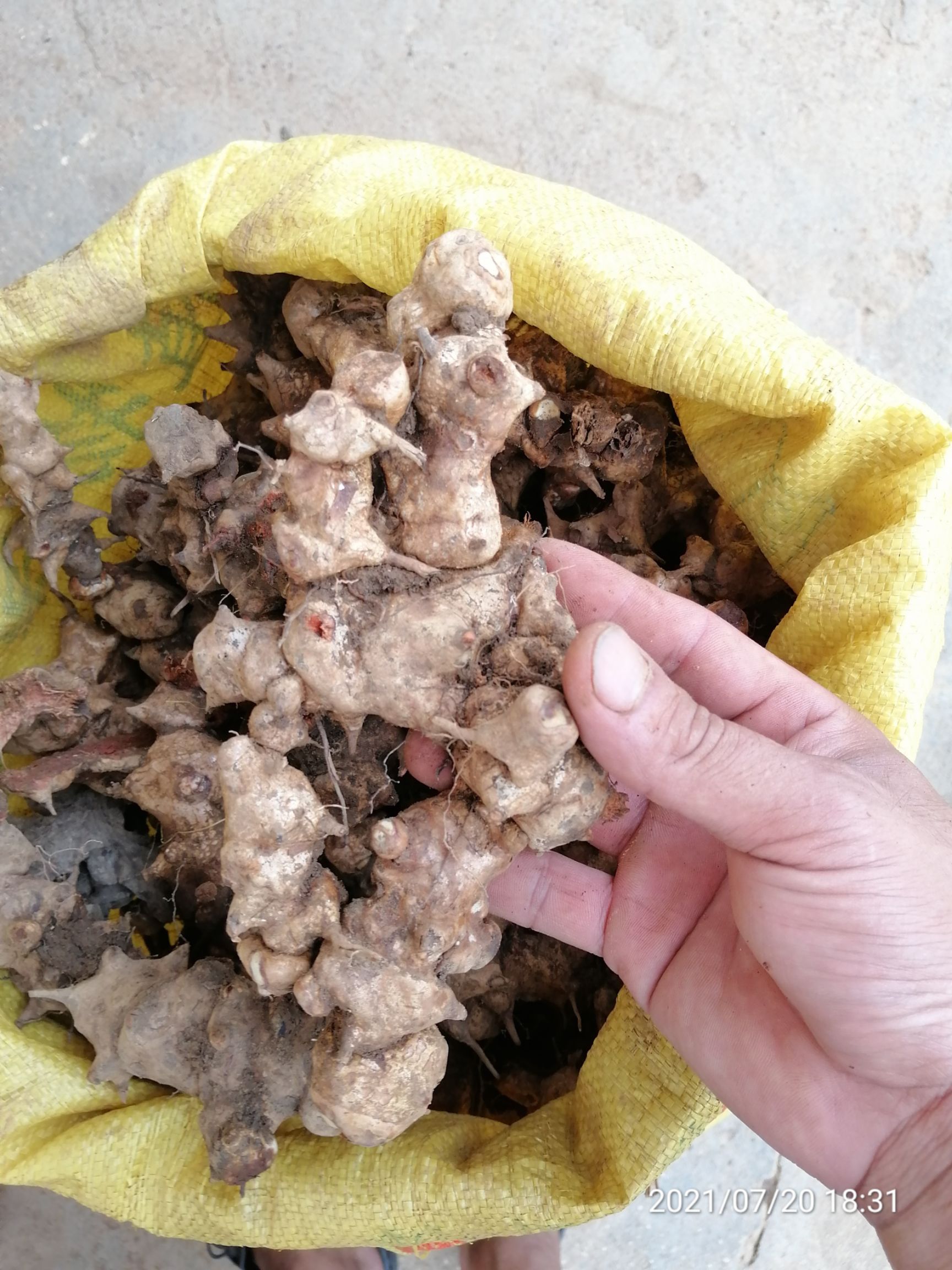 菝葜  广东本地拨葜（金刚藤）鲜干货