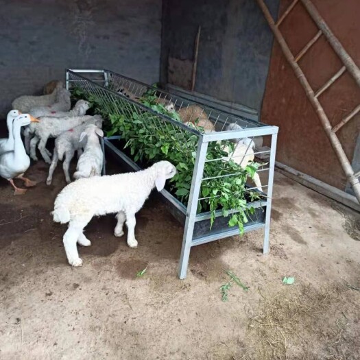 養(yǎng)羊料槽羊槽子新款喂羊食槽專用羊槽子廠家直銷結實耐用干凈省料