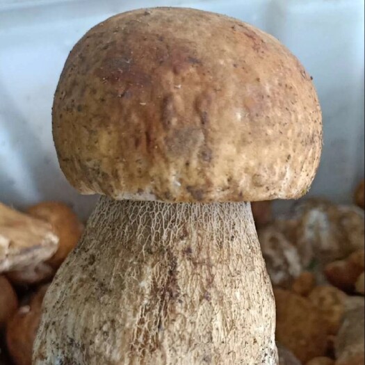 丰宁县 美味牛肝菌
