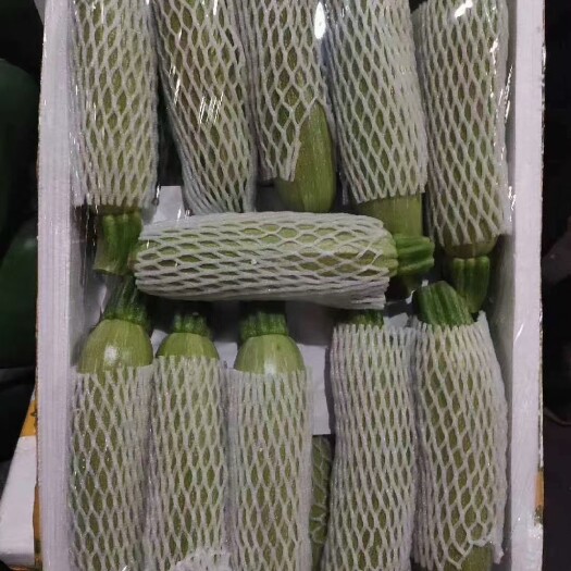 定西绿皮西葫芦 西葫芦