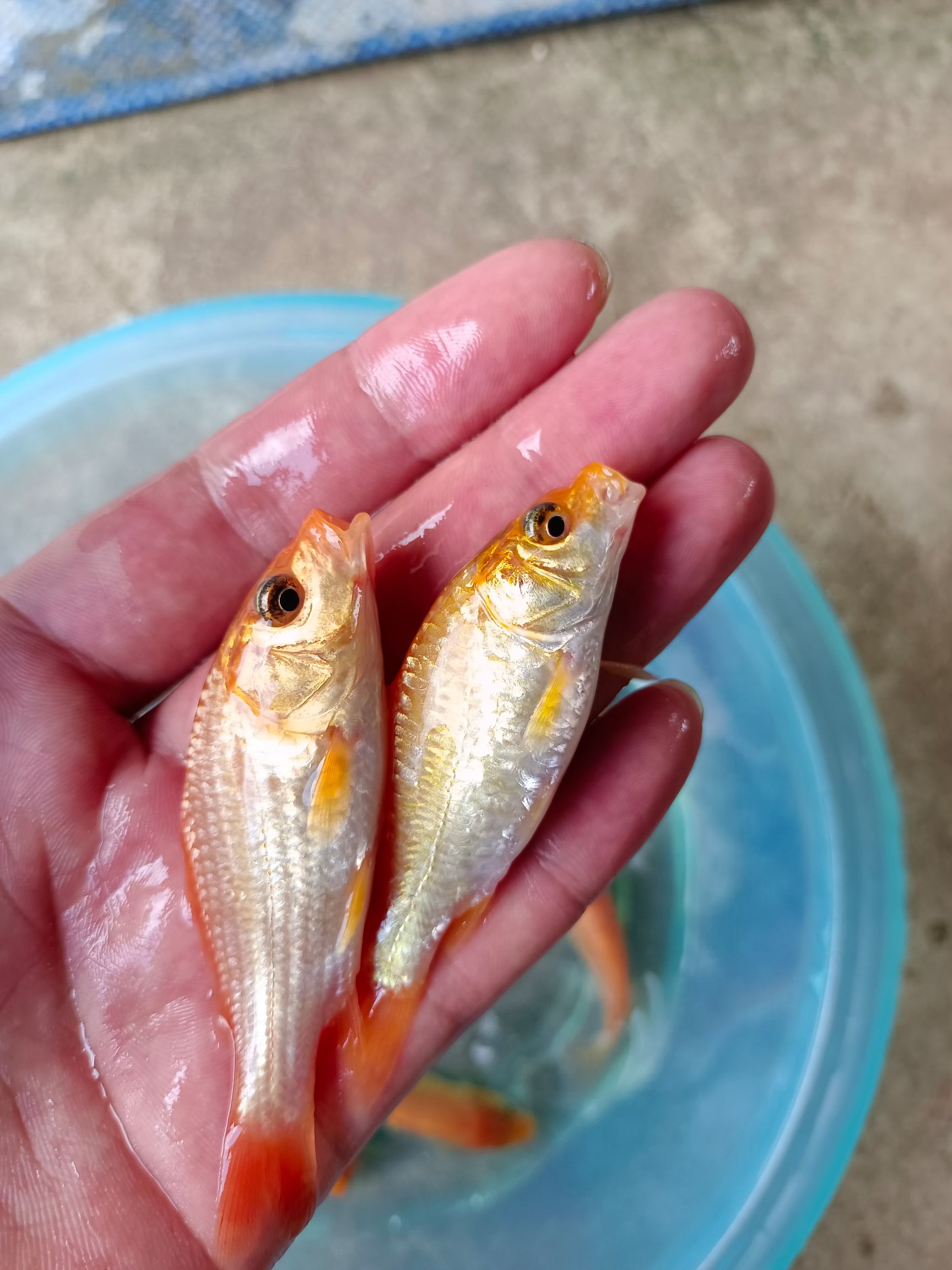 兴国红鲤鱼苗 红鲤鱼苗 鲤鱼苗，诚信经营.一手货源