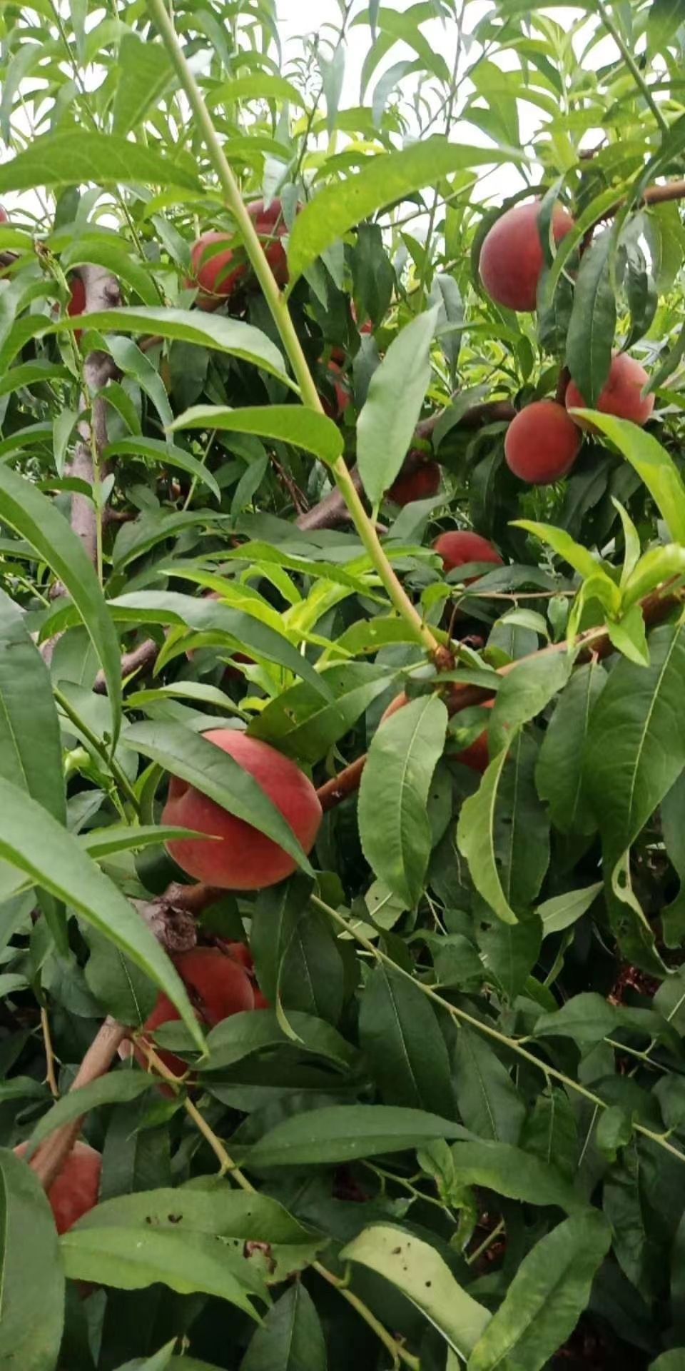 红不软桃 景红甜密，甜桃已开园开始预定