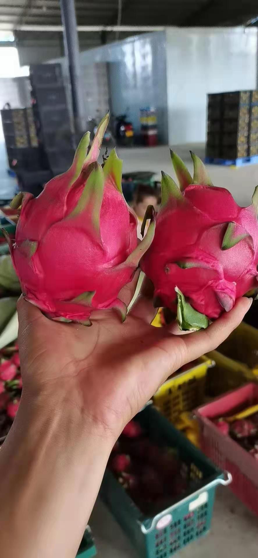 金都一号火龙果  红心❤️火龙果
