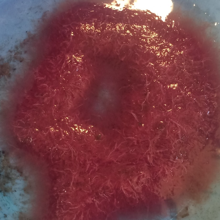 红虫  河沟红线虫中号虫。空运批发。上门自提可零售。