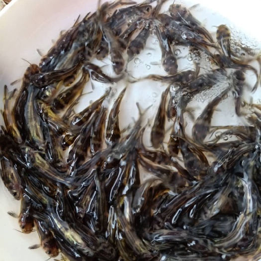 台山市黄骨鱼苗 