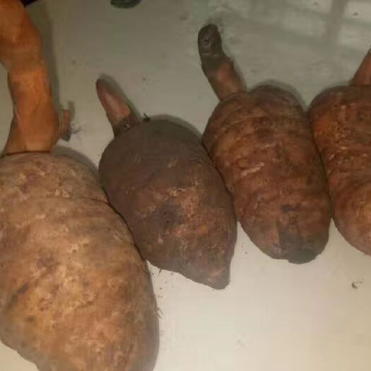 大方县 大方天麻（假一赔十）