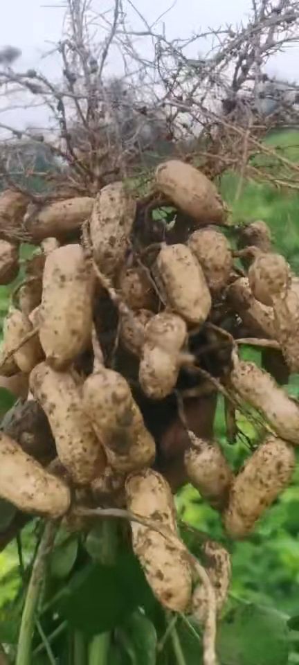 四粒红湿花生现挖现发5斤装精选颗粒饱满电商总批发四粒红湿花生