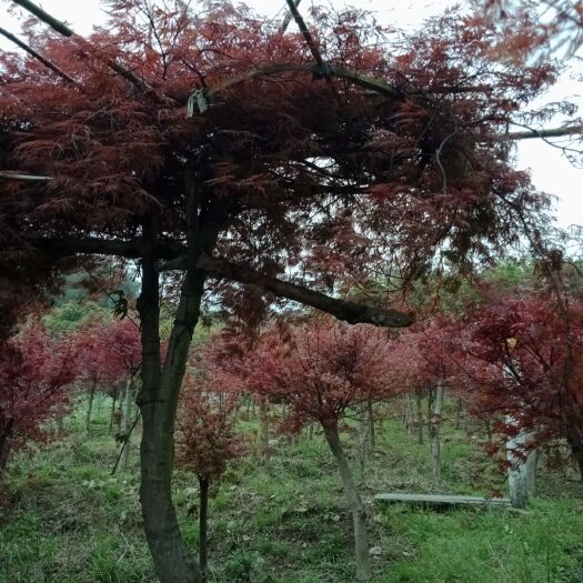 宁波羽毛枫 2.5~3米 10~12公分 10~12公分 2~3米 2~2.5米 带土球发货