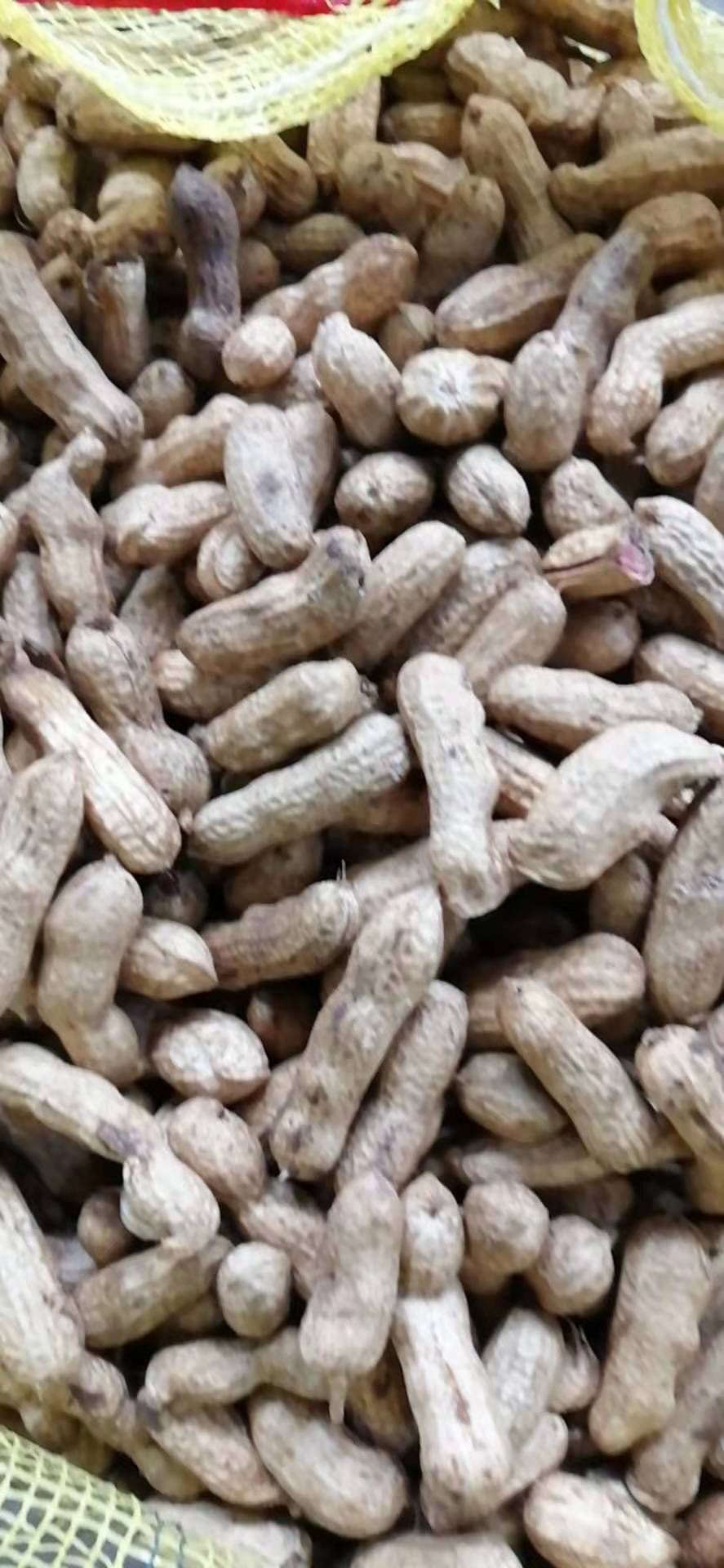 四粒红湿花生现挖现发5斤装精选颗粒饱满电商总批发四粒红湿花生
