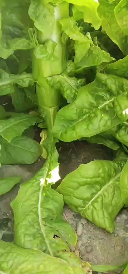 康定市高原三青莴笋