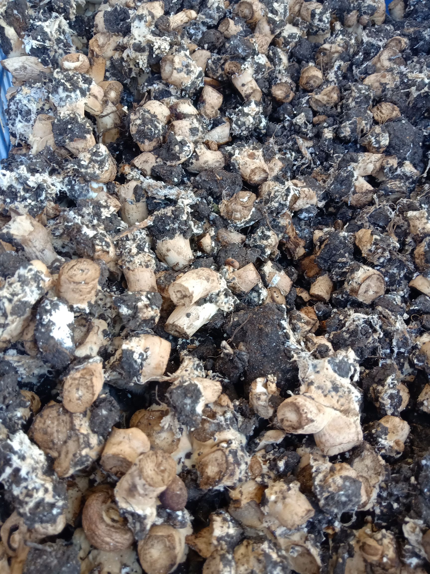 蘑菇渣，食用菌渣，双抱菇种植料