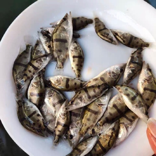 南宁桂鱼苗  经本苗场培育的桂花鱼苗品种优良，抗病能力强成活率高