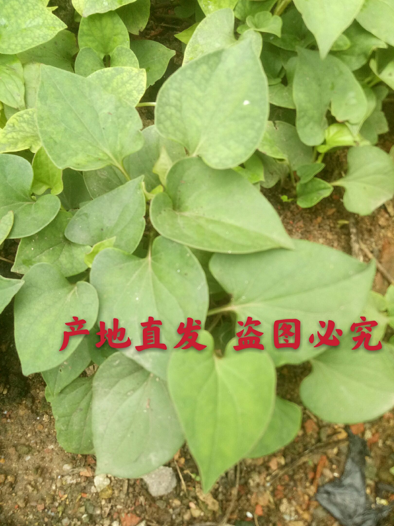 鱼腥草