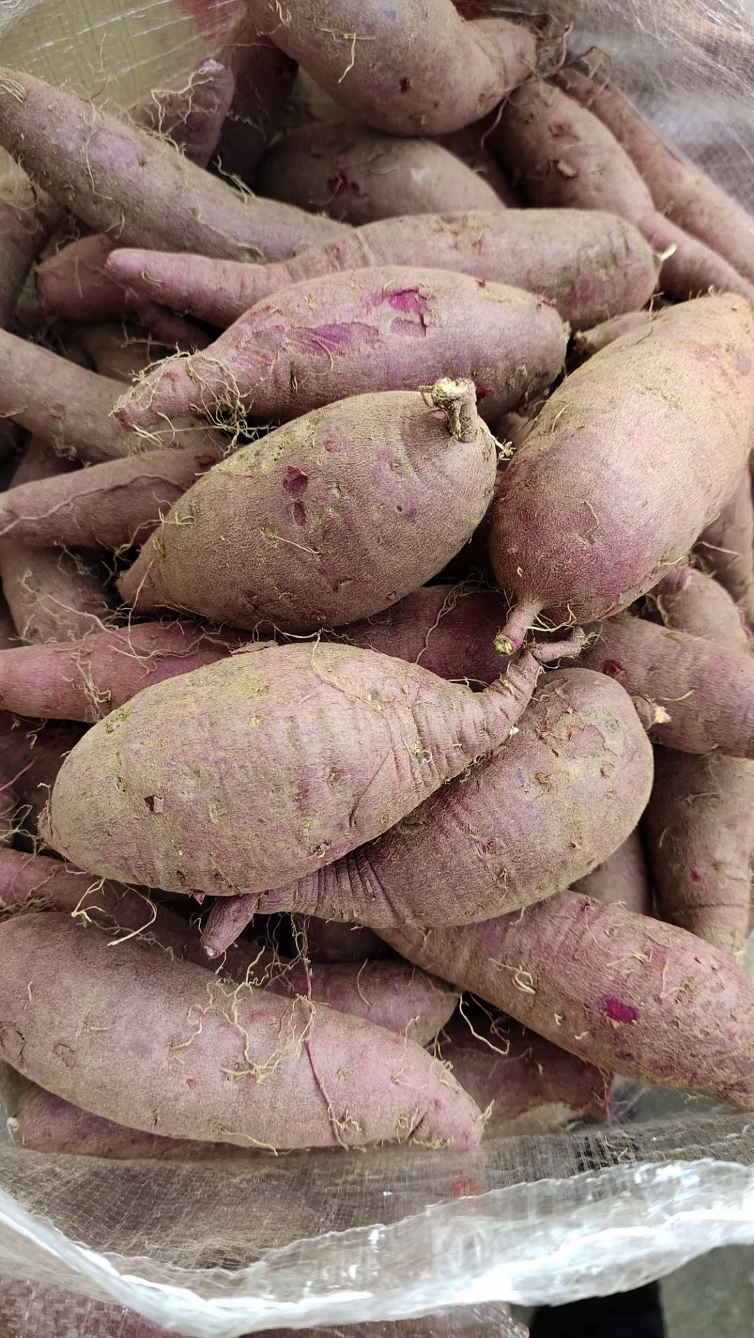紫薯  紫罗兰，新紫薯大量供电商,社区团购，超市，预售中