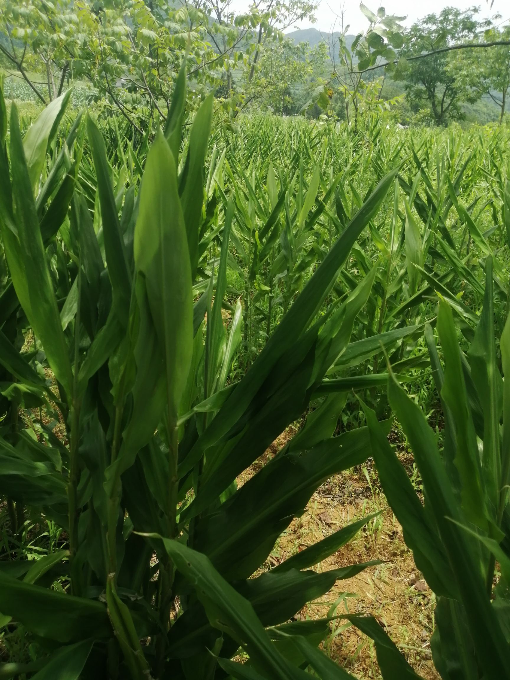 阳荷  阳霍带泥