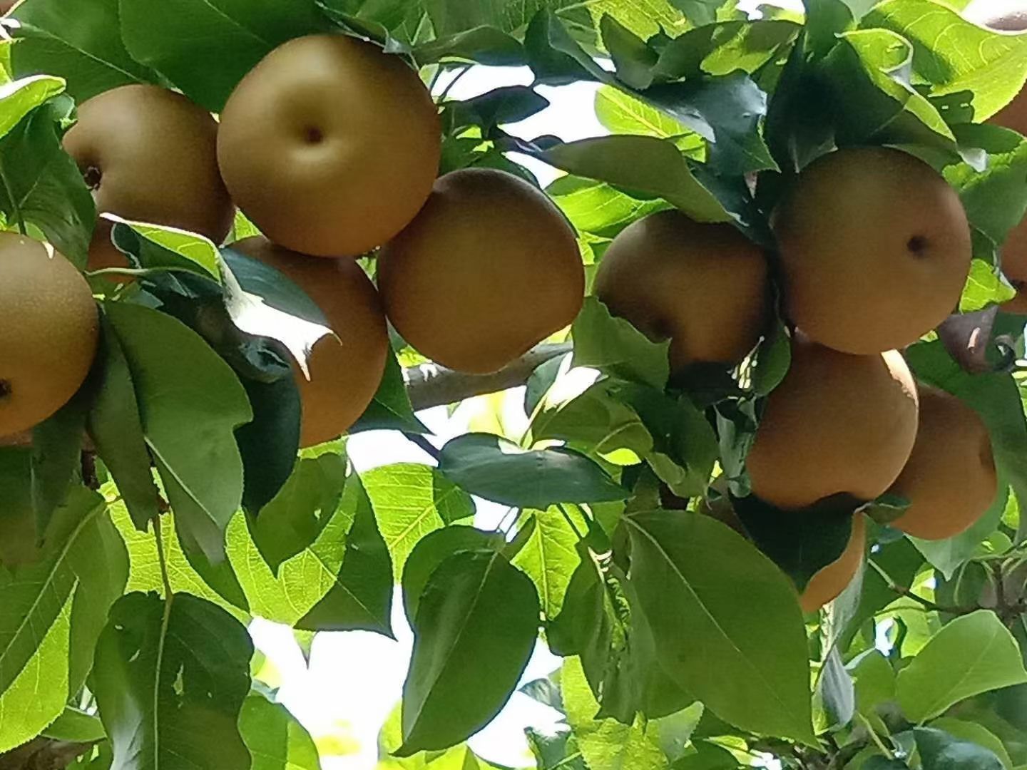 伴随着炎热的夏天到来，又到了我家乡黄花梨和金秋梨上市的季节！