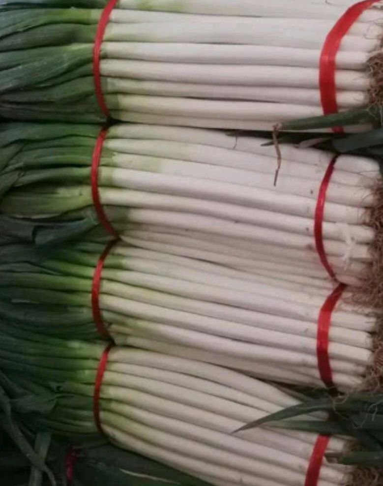 长白大葱  对接各大企业，山东安丘直供铁杆大葱现货稳定供货