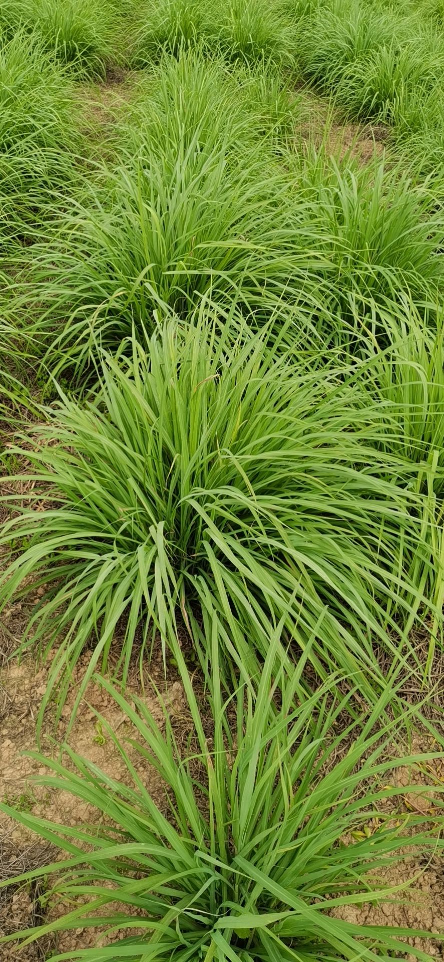 香茅  欢迎新老顾客前来订购，量大从优，