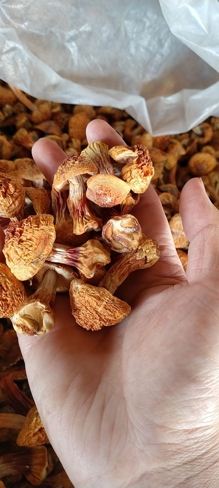 姬松茸干货，香味浓郁，产地直销