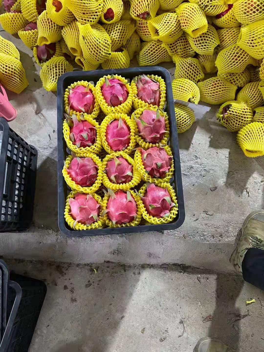 金都一号火龙果  红心❤️火龙果