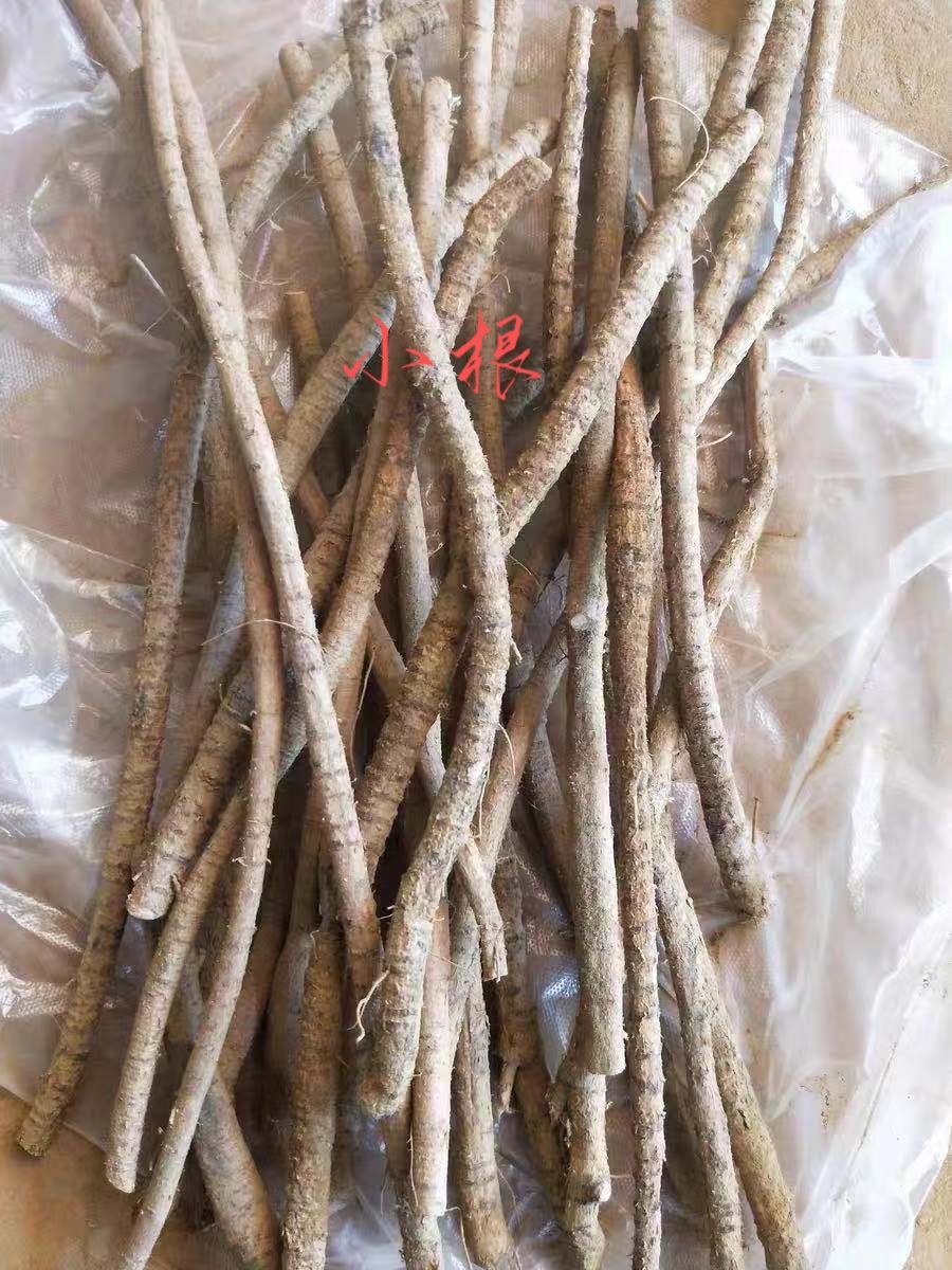 工厂直销！新鲜中大叶木质牛大力鲜条！大量有货！长期供应！