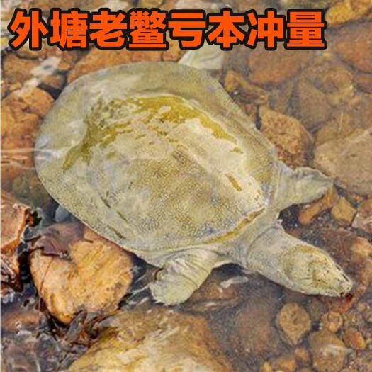 乌鳖 甲鱼活体生鲜活中华老海鲜滋补品团水鱼水产品王八批发