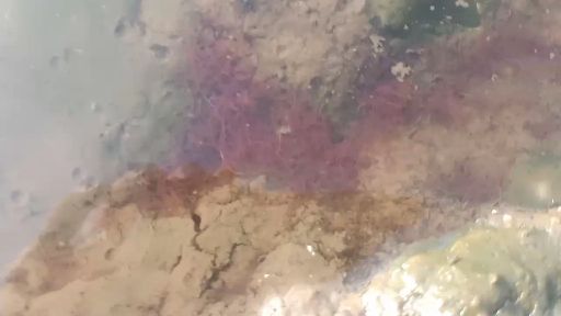 红虫  河沟红线虫中号虫。空运批发。上门自提可零售。