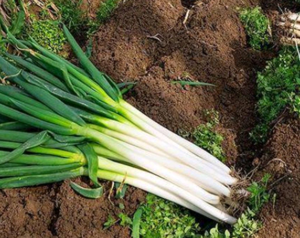 长白大葱  对接各大企业，山东安丘直供铁杆大葱现货稳定供货