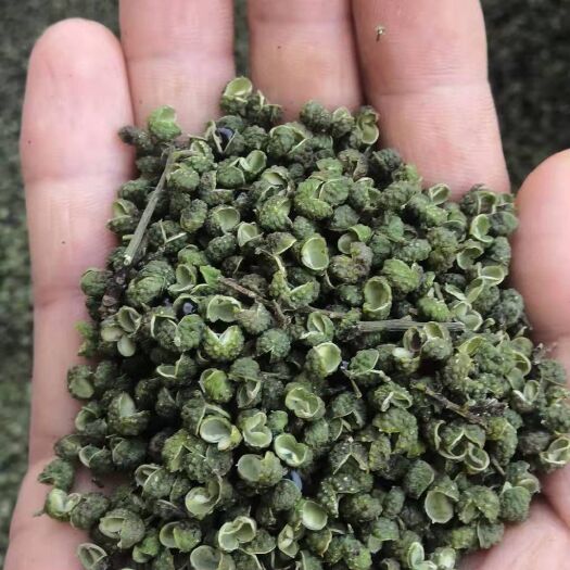 鲁甸县 云南青花椒产地出售