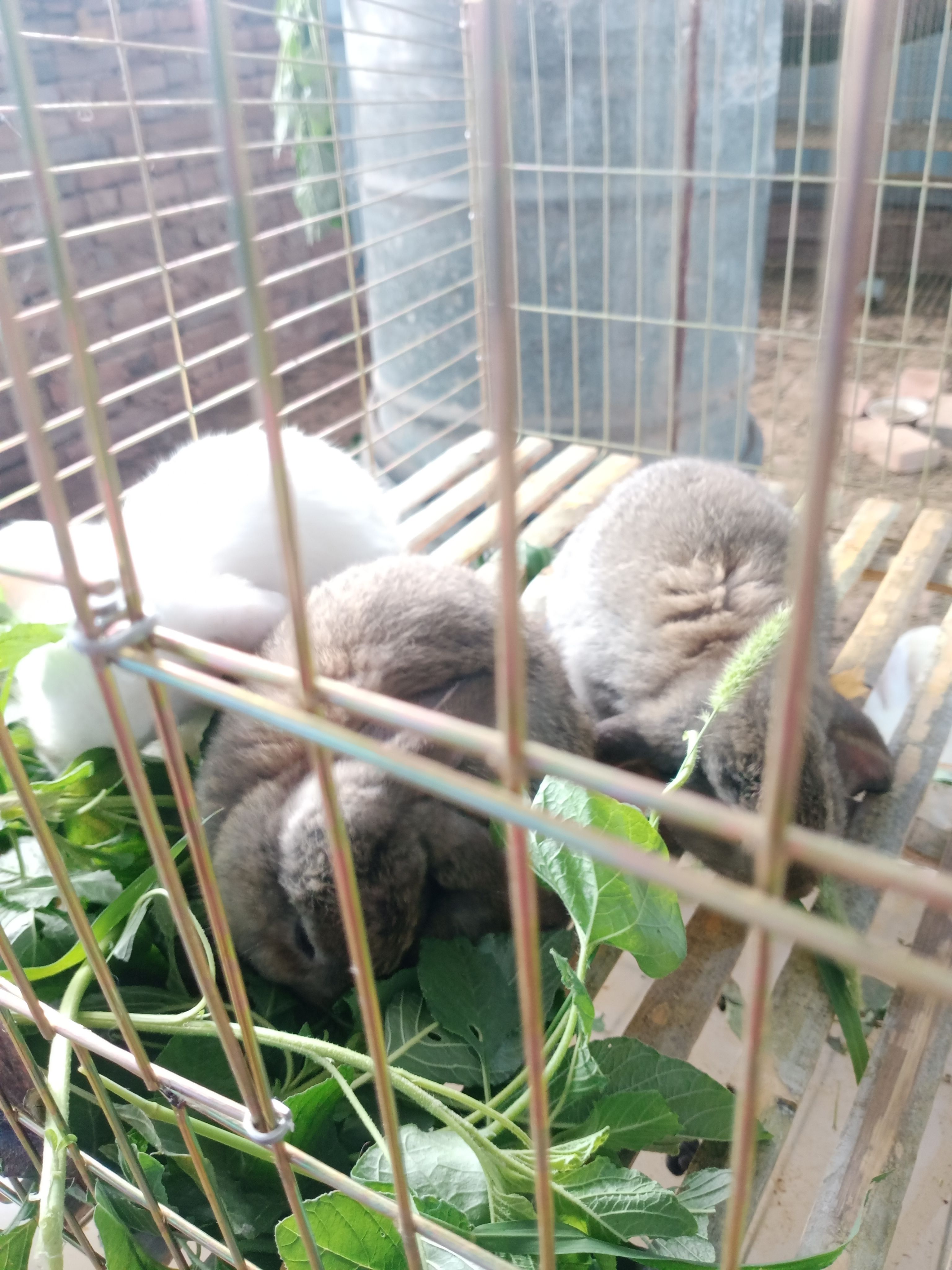  商品兔、肉兔、长期供应、欢迎收购商长期合作