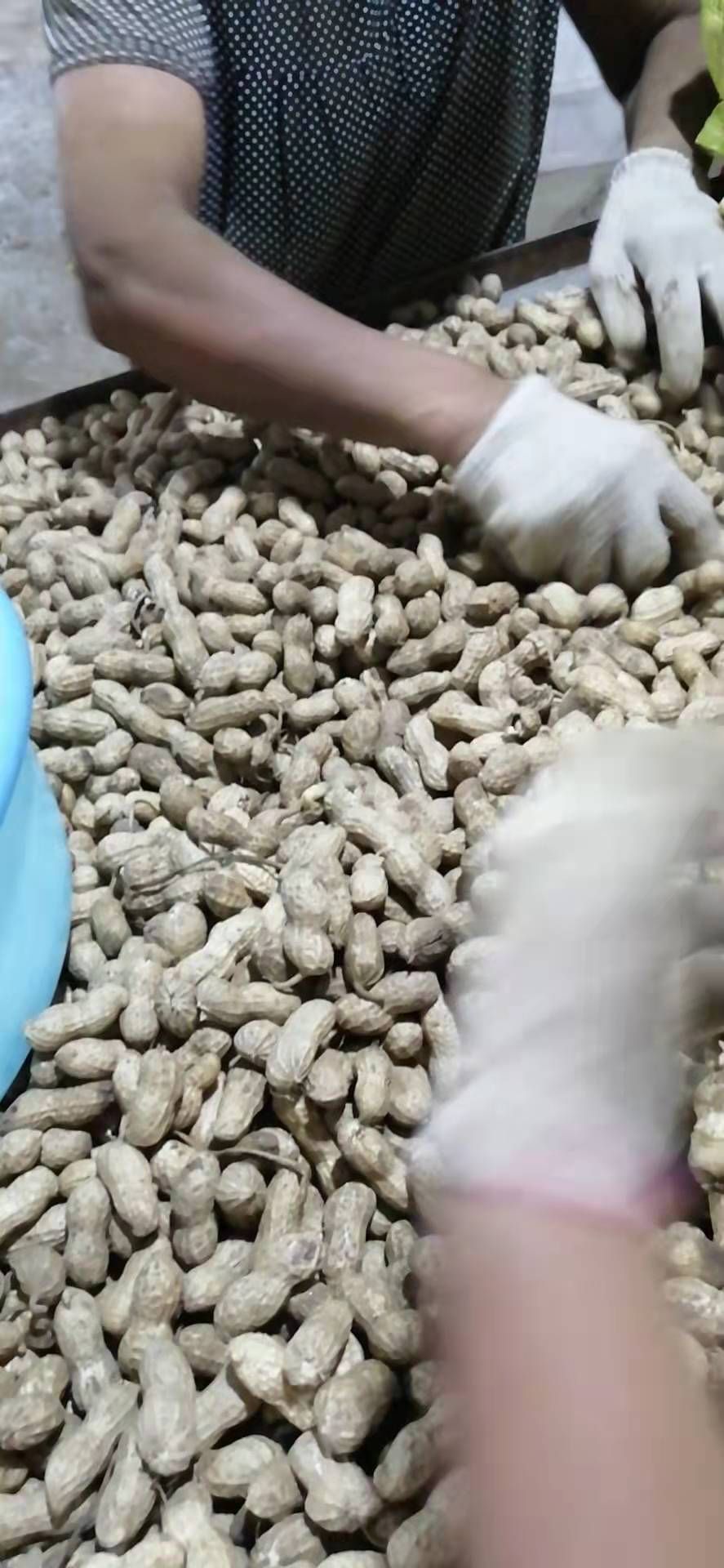 四粒红湿花生现挖现发5斤装精选颗粒饱满电商总批发四粒红湿花生
