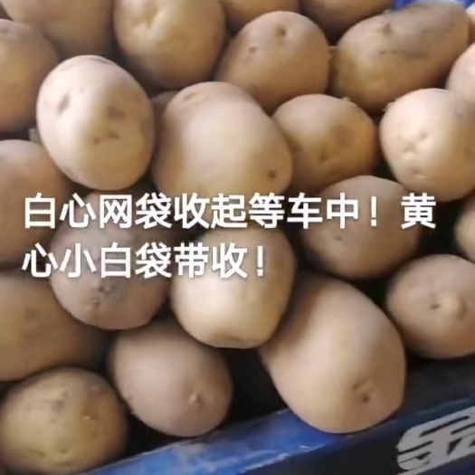 渭源县希森6号  希森六号V7，黄心白心土豆