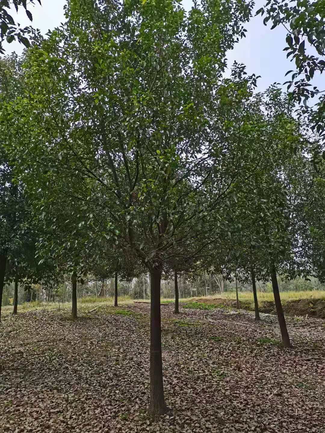 基地供应8/10/12/15/20/40公分各种规格的香樟