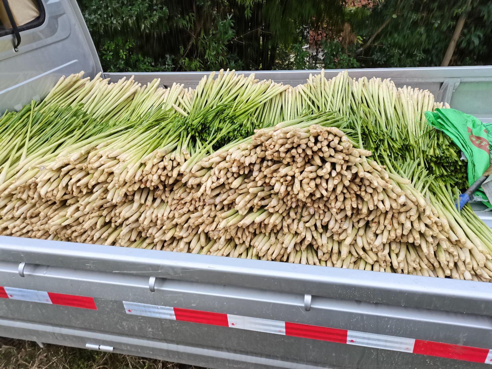 香茅  欢迎新老顾客前来订购，量大从优，