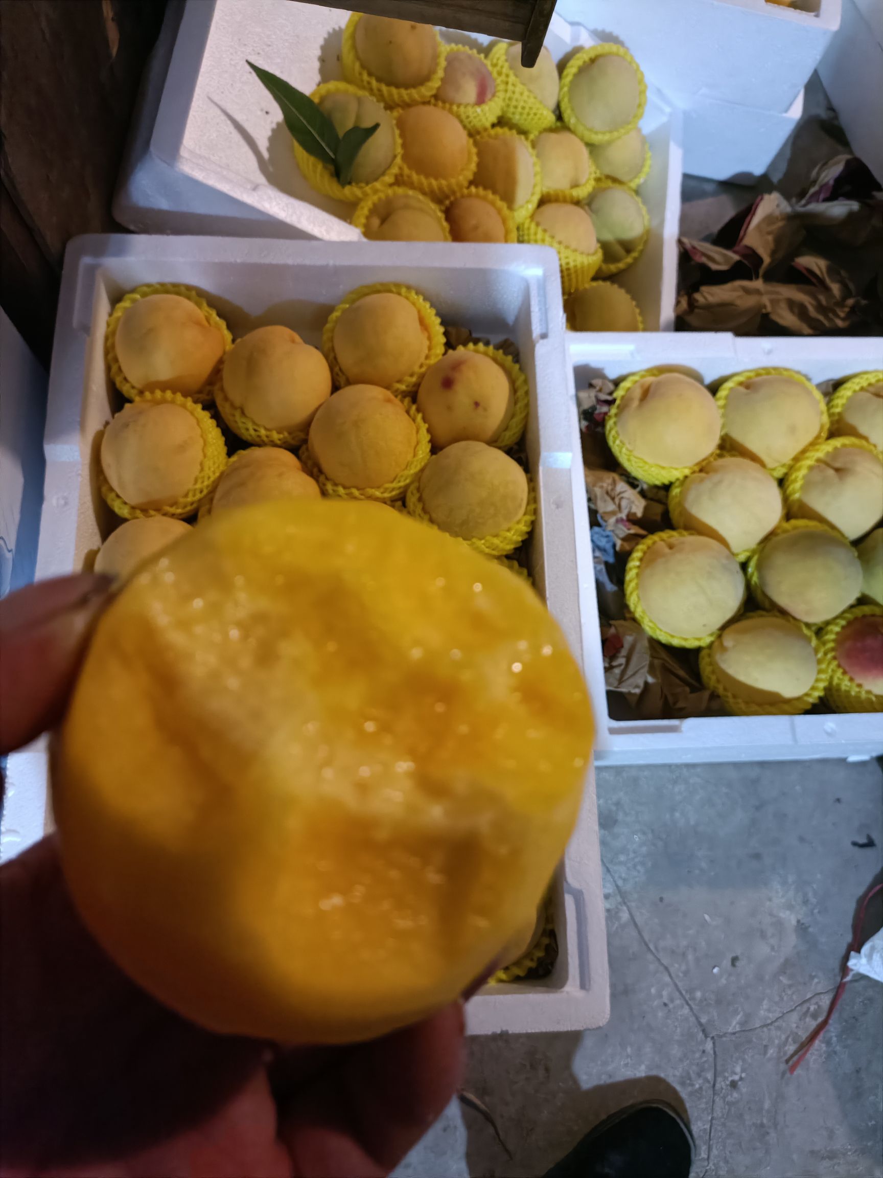 锦绣黄桃 水果类