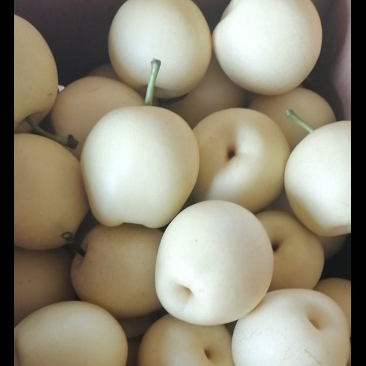 皇冠梨 河北省邯郸市大名县 