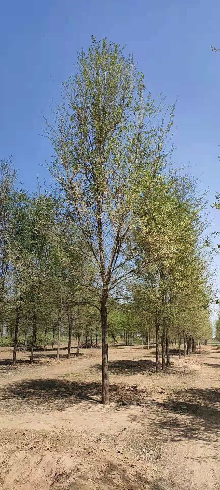 速生白榆  优质白榆树，自产自销，园林工程专用苗木，成活率高