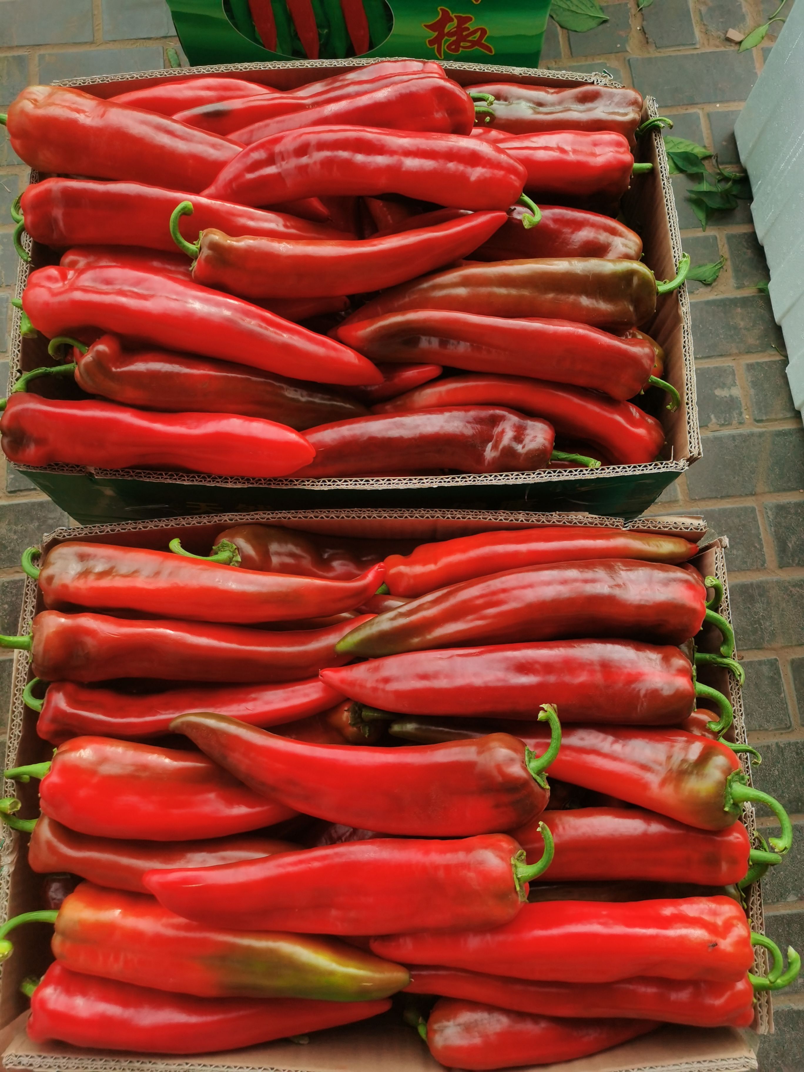 牛角椒  陕西省定边县白泥井镇大漠蔬菜红牛角！口感棒！色泽光亮！