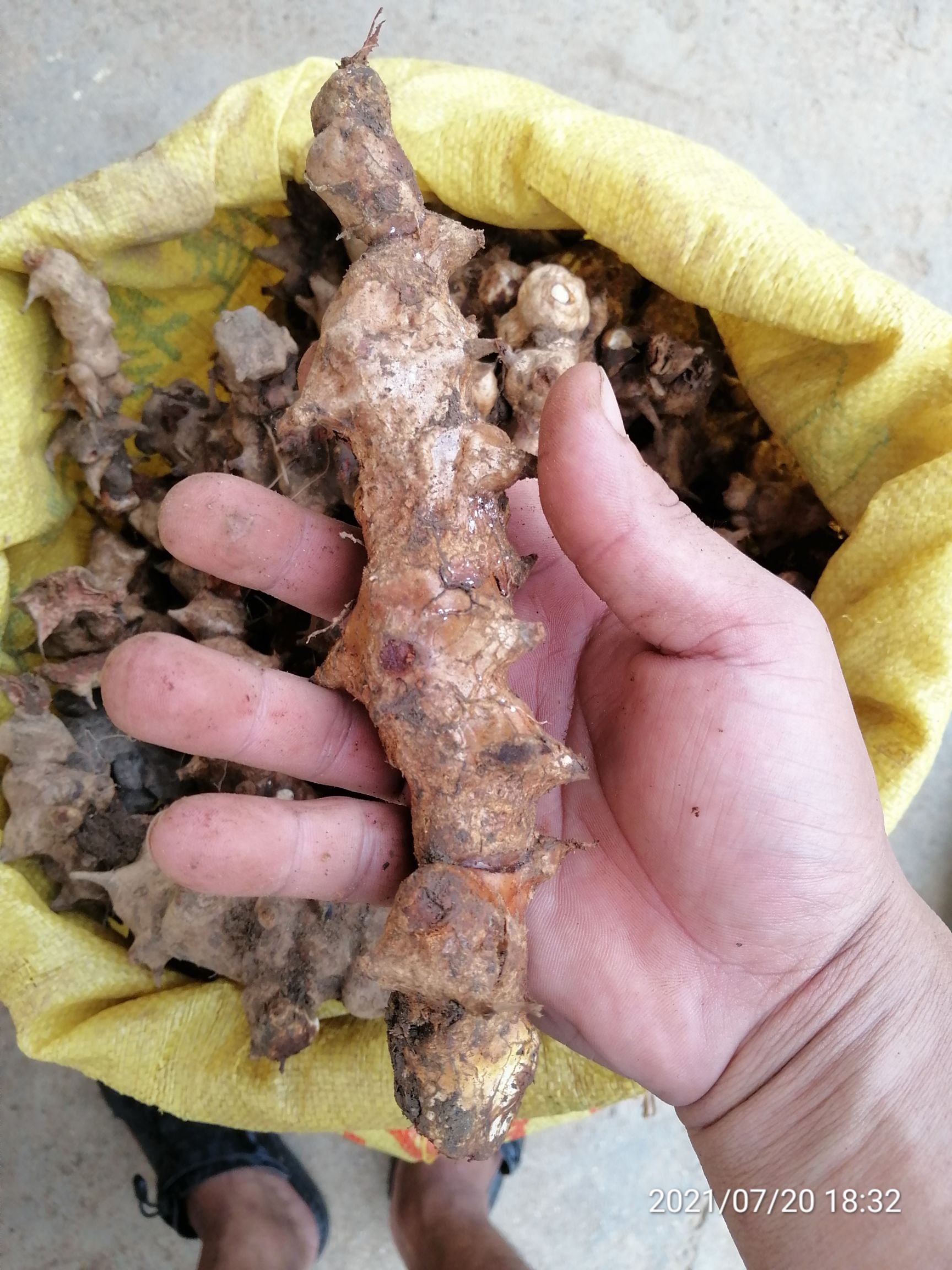菝葜  广东本地拨葜（金刚藤）鲜干货
