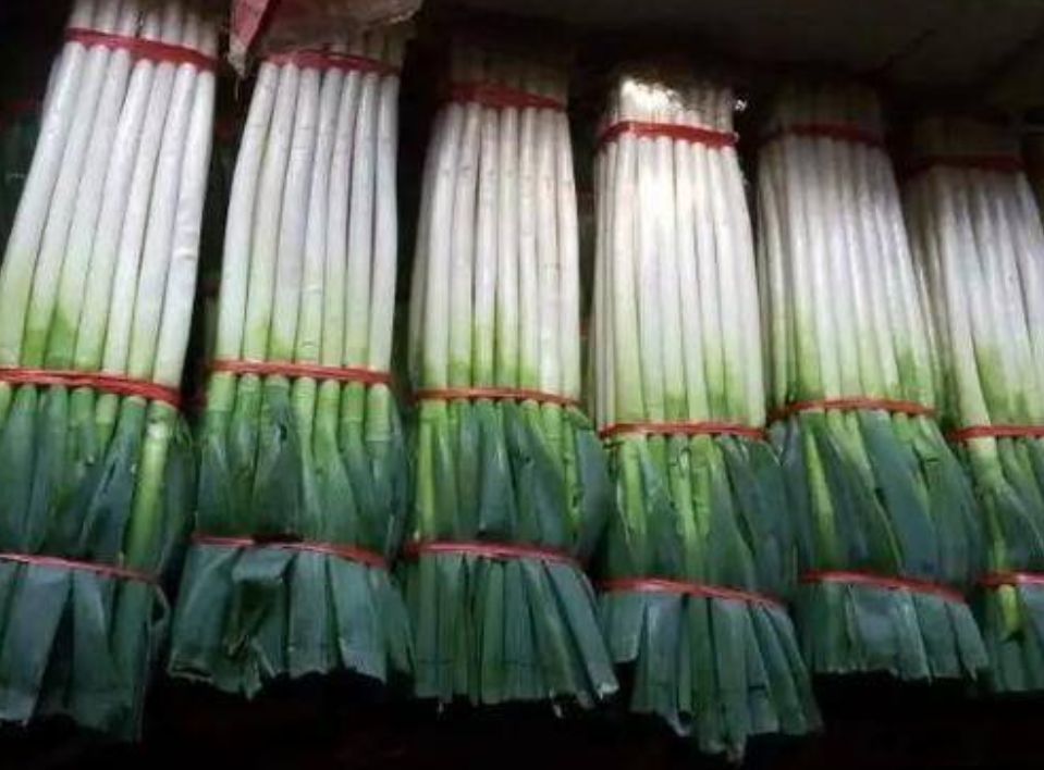 长白大葱  对接各大企业，山东安丘直供铁杆大葱现货稳定供货
