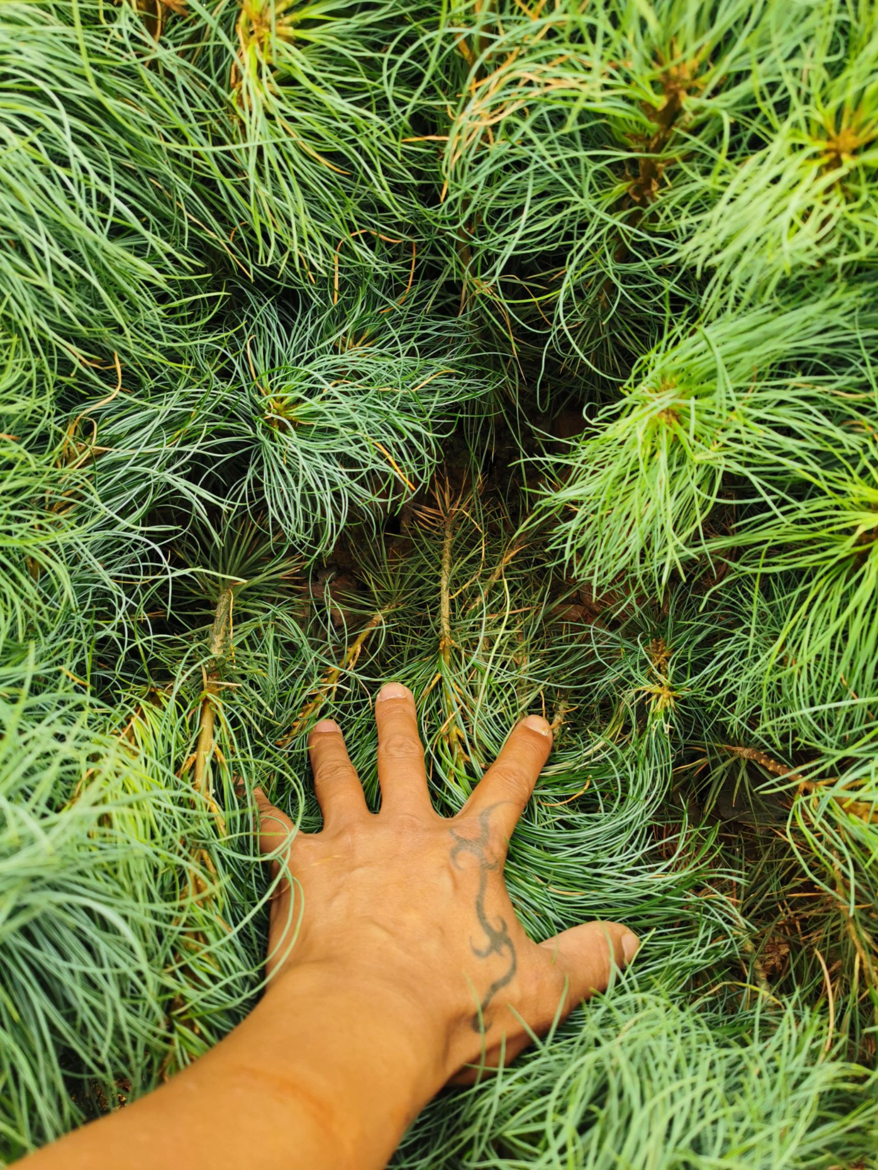 华山松苗荒山育林苗云南华山松苗批发华山松苗供应优质苗木