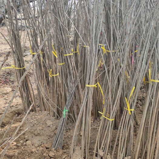 绛县 核桃苗 占地核桃苗 核桃树苗 核桃树 核桃苗 薄皮核桃苗