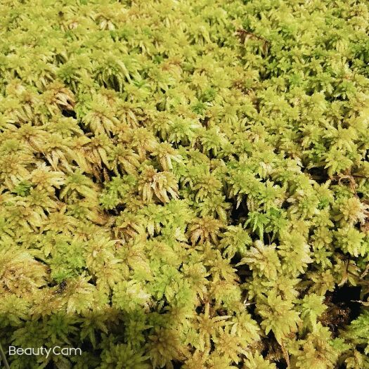 隆回县种植基地，长期提供水苔，价格优惠，用心服务诚信经营欢迎订货