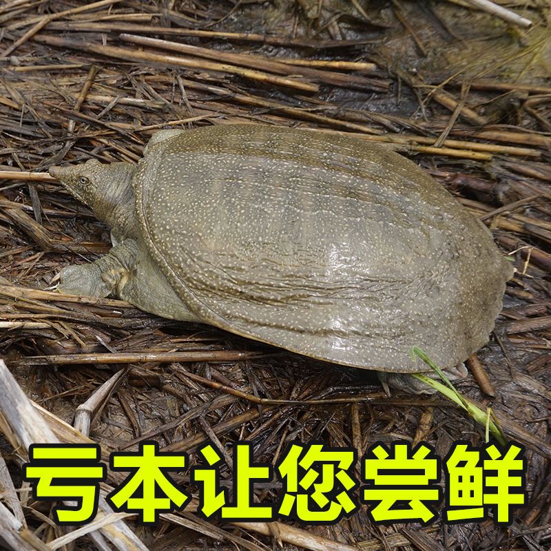 乌鳖 甲鱼活体生鲜活中华老海鲜滋补品团水鱼水产品王八批发