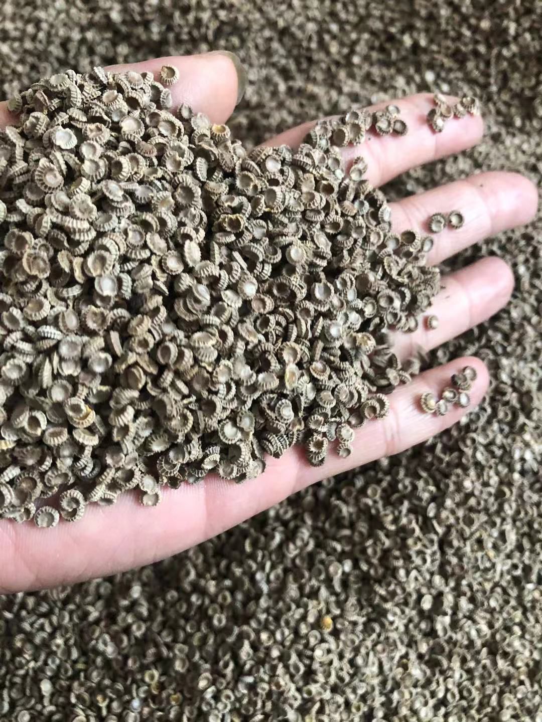 中药材粉防己种子，江西粉防己种子，土木香种子，