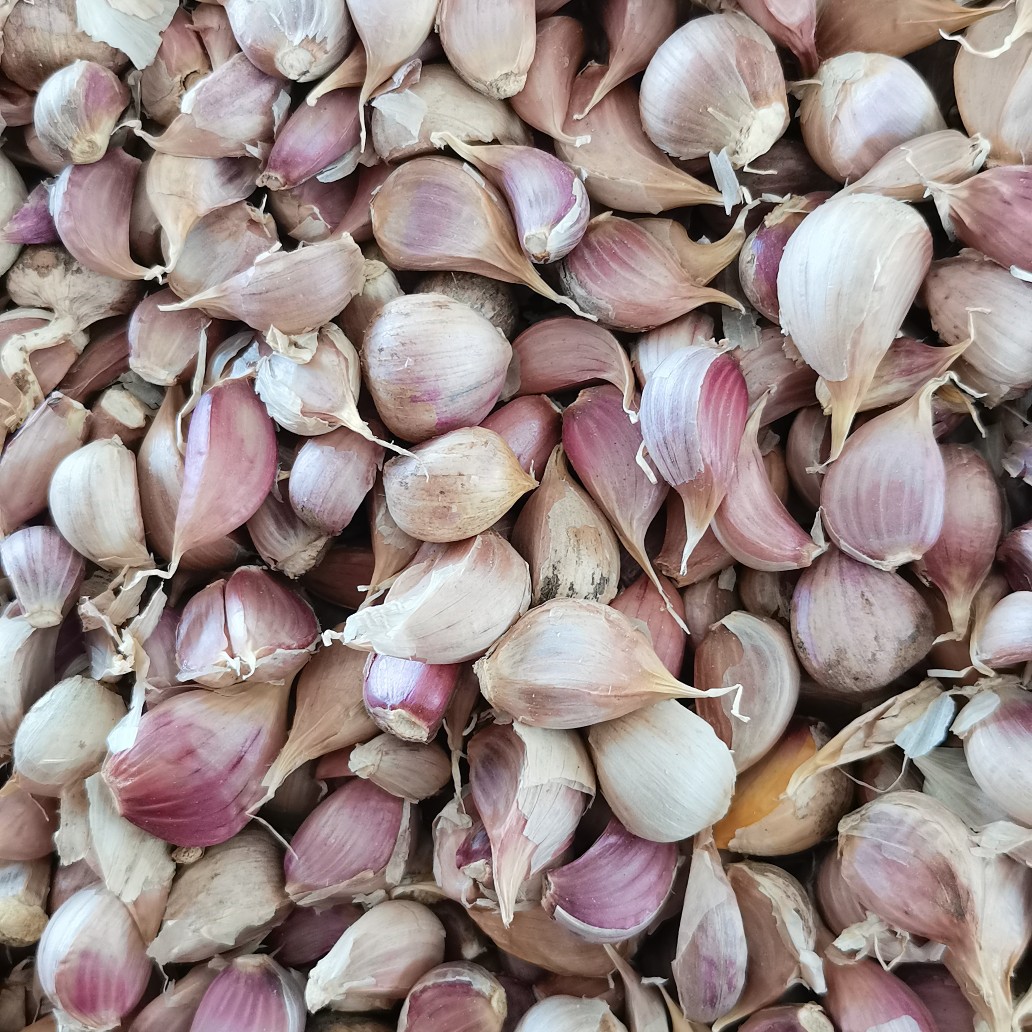 大蒜种子