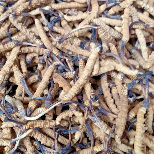 杂多县 源头原味冬虫夏草，有各种规格、等级的，欢迎各位前来洽谈合