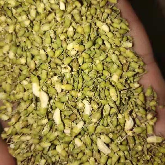 运城槐米