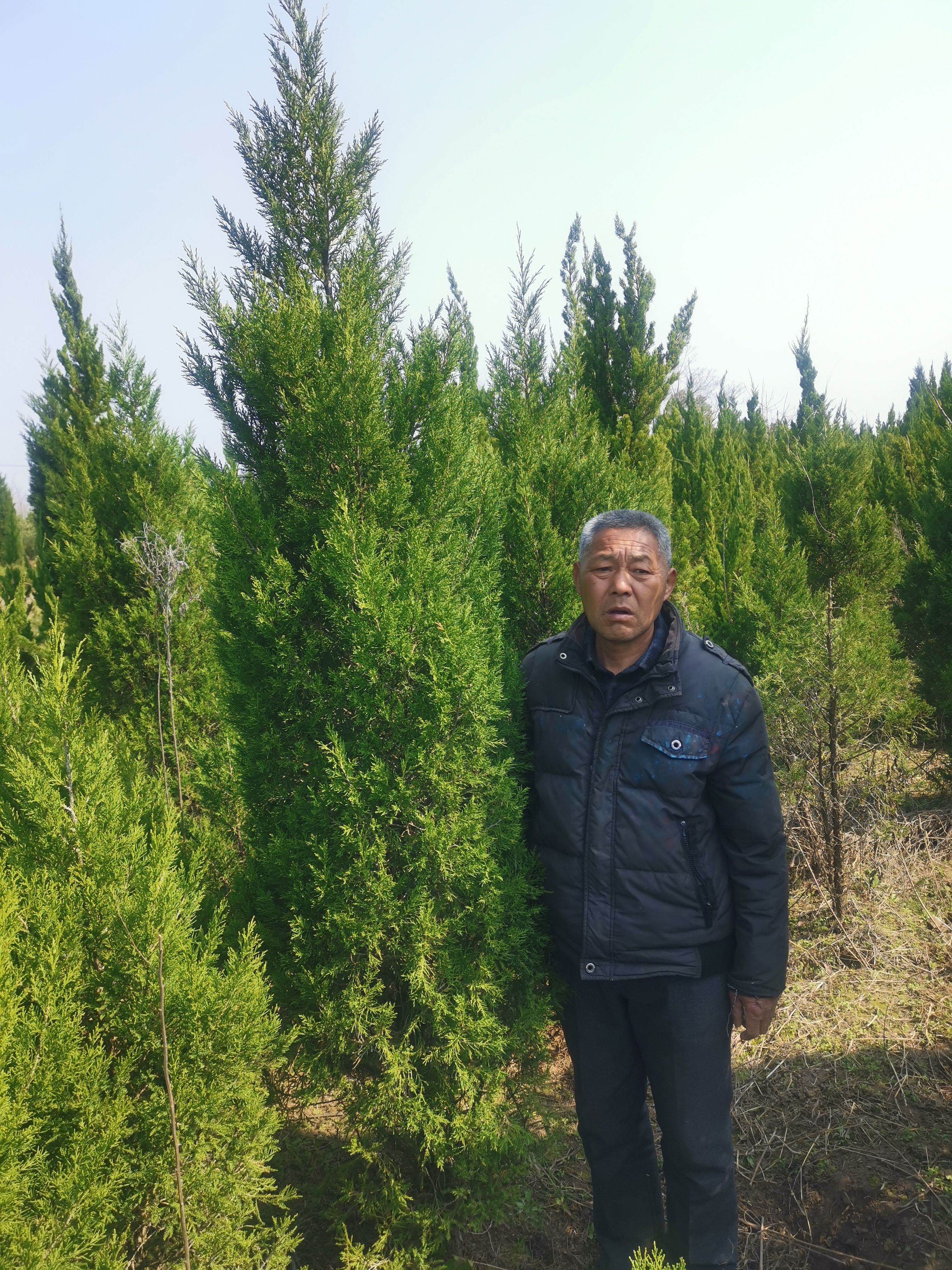 塔柏 2~2.5米 4公分以下 1米以下 4~6公分 1米以下 带土球发发货 A-精品