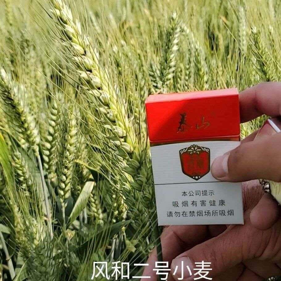 小麦种子高抗病高抗倒伏风和二号